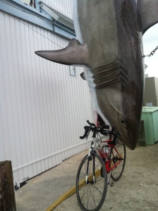 Jenn narrowly escaped this shark!