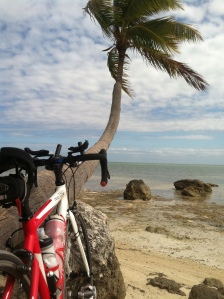 Jenn's bike enjoying the view, while resting against a palm tree.